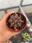 Gymnocalycium Mihanovichii