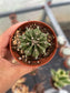 Gymnocalycium Mihanovichii