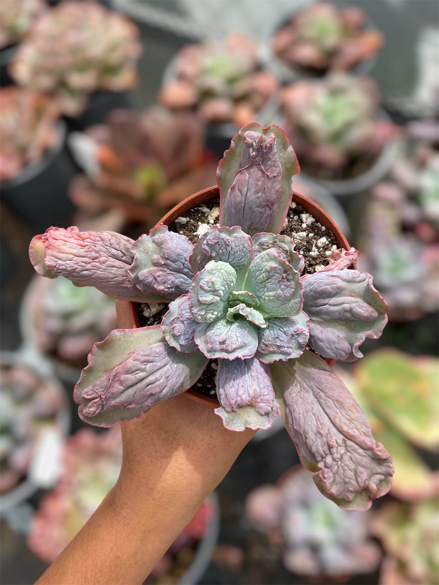 Echeveria Linguas