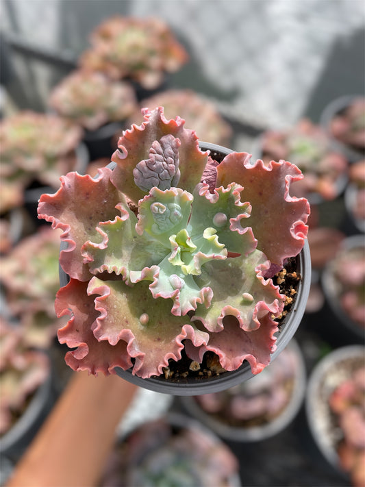 Echeveria Verrugas
