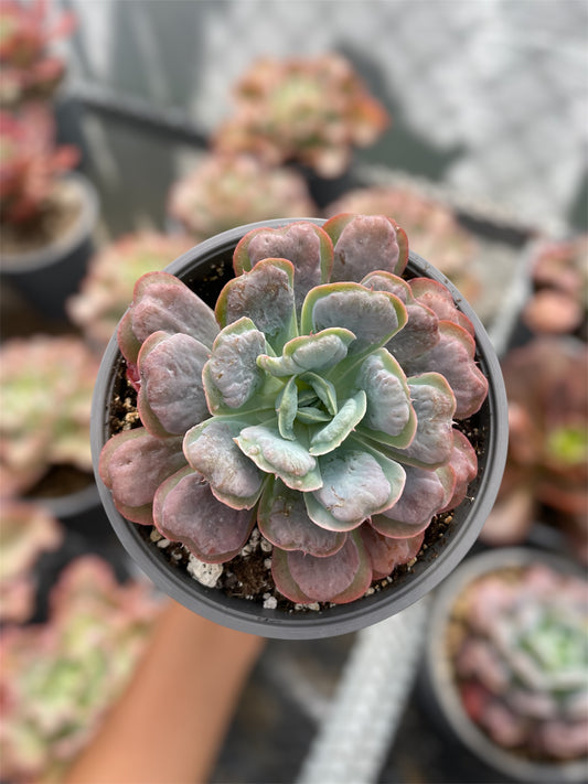 Echeveria Heart's Delight