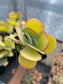 Kalanchoe Thyrsiflora