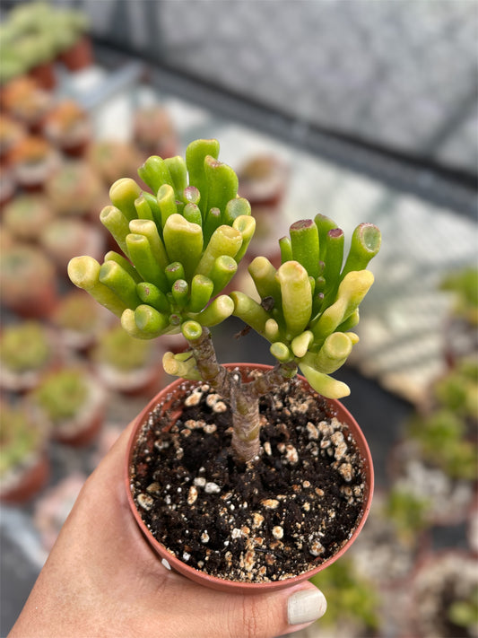 Crassula Ovata Gollum