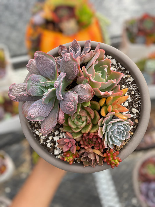 Arreglo Explosión Tropical