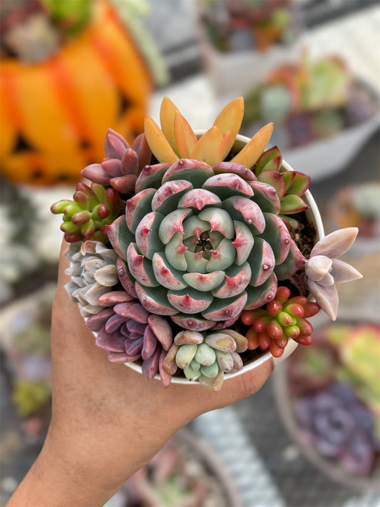 Arreglo Jardín Aurora