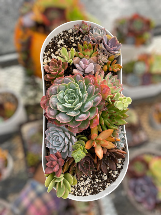 Arreglo Arcoíris Natural