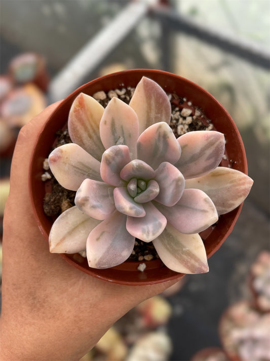 Pachyphytum Pachyphytoides Variegado - "Nuevo Drop"