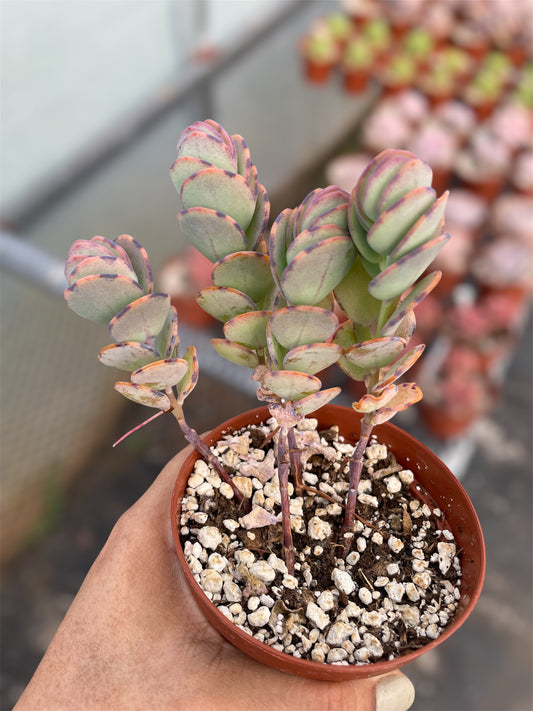 Kalanchoe Marnieriana