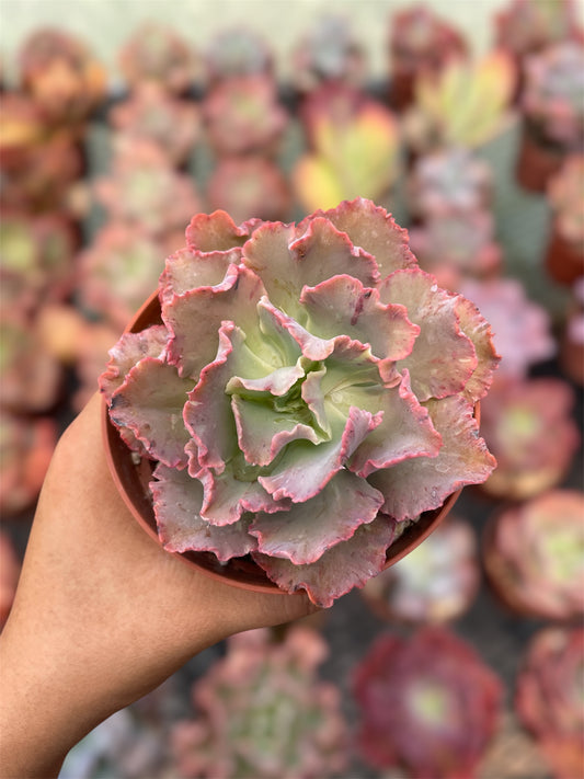 Echeveria Chantilly - "Nuevo Drop"