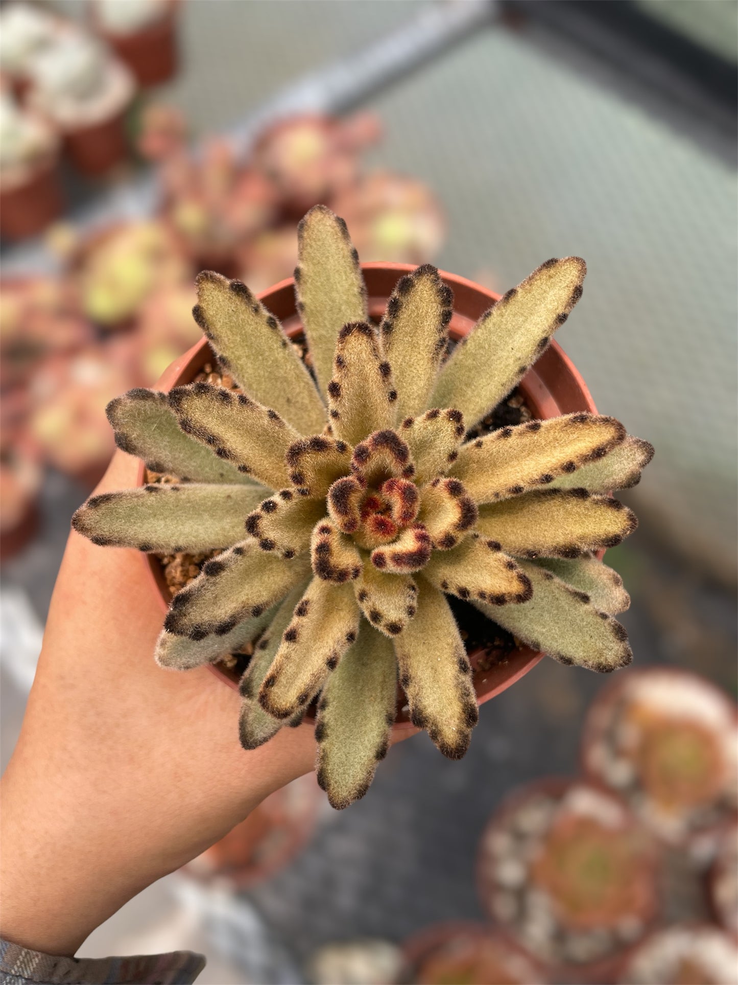 Kalanchoe Tomentosa Café