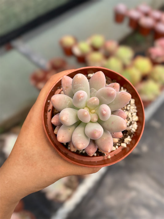 Pachyphytum Rzedowskii - "Nuevo Drop"