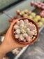 Pachyphytum Rzedowskii - "Nuevo Drop"