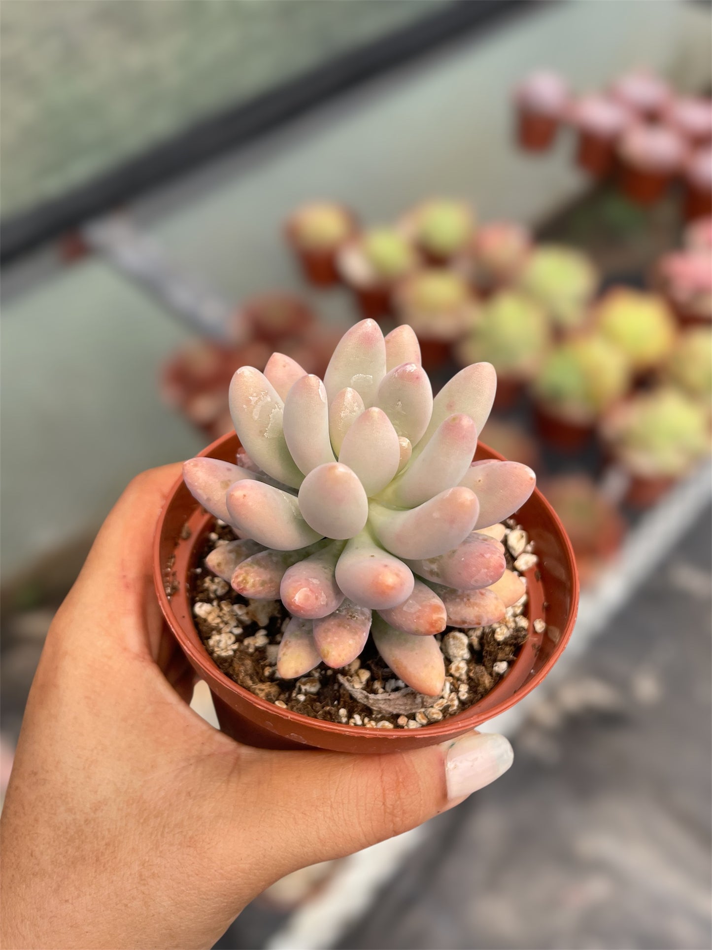 Pachyphytum Rzedowskii - "Nuevo Drop"