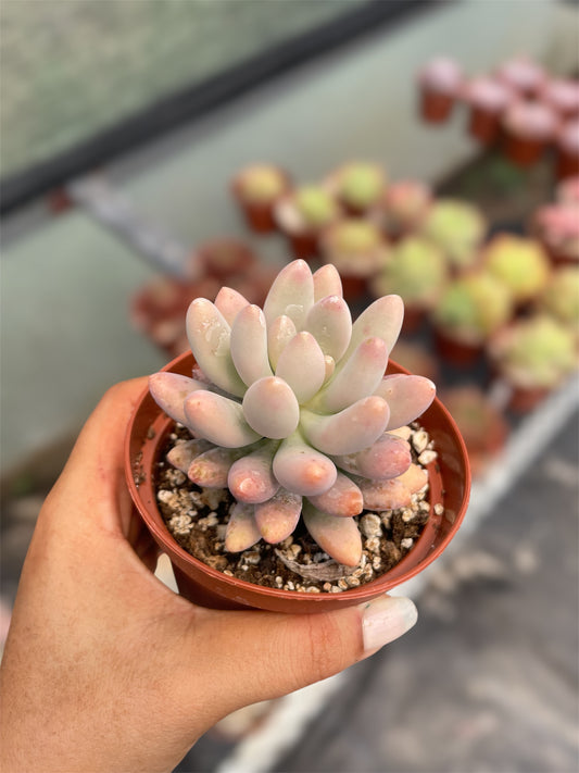 Pachyphytum Rzedowskii