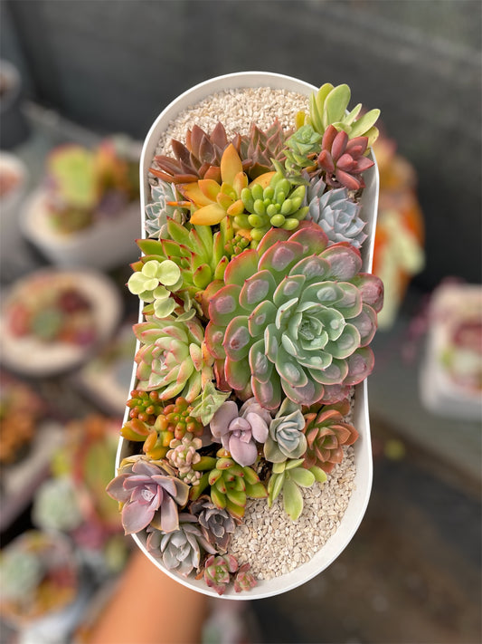 Arreglo Arcoíris Natural