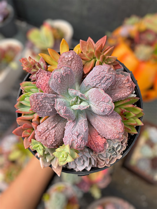 Arreglo Alegría Viva