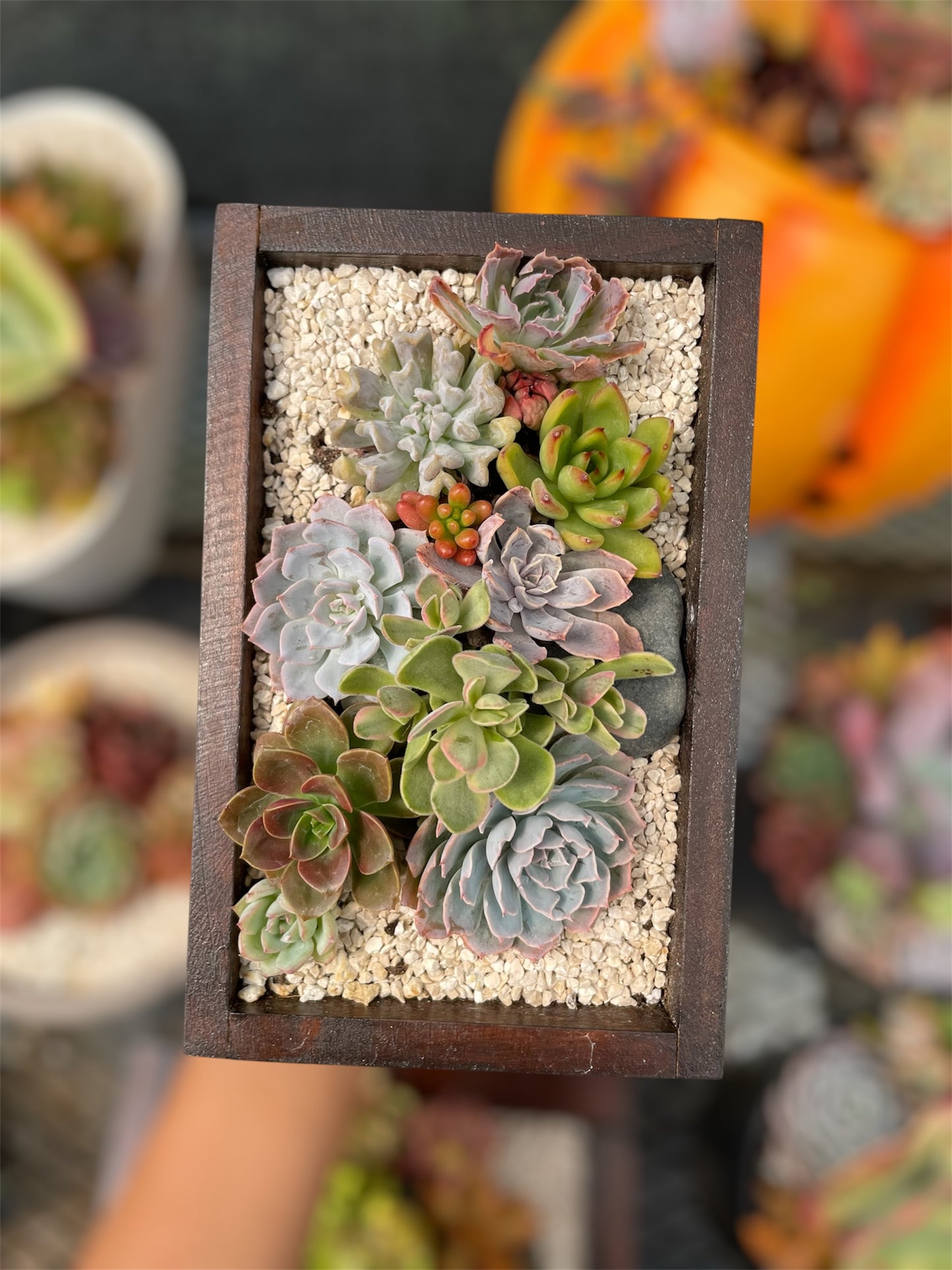 Arreglo Aura Natural