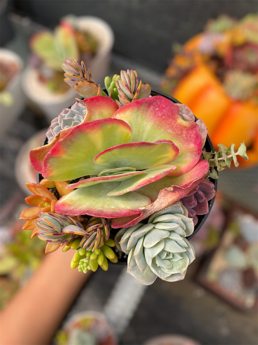 Arreglo Pintadas de Sol