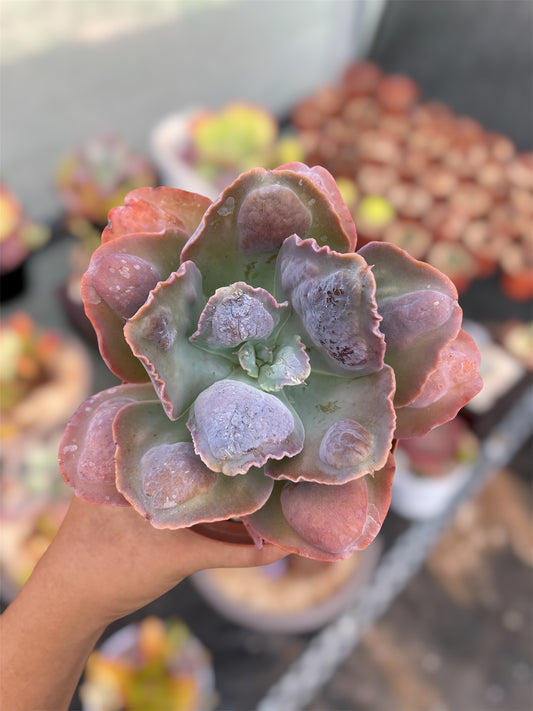Echeveria Lilac Snow
