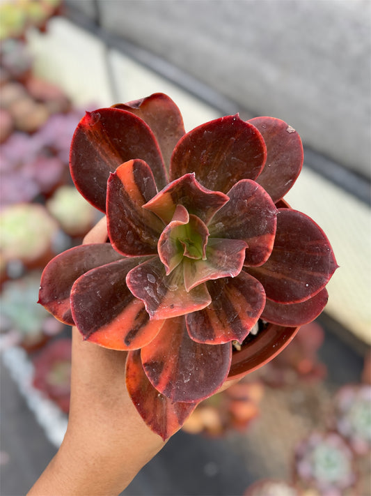Echeveria Primadonna Variegada
