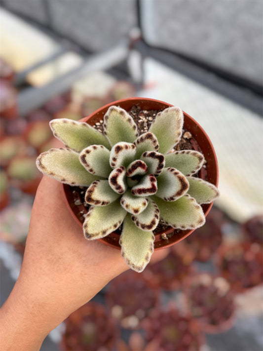 Kalanchoe Tomentosa