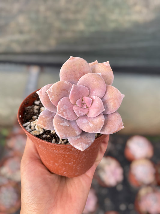 Quetzalcoatlia Superba