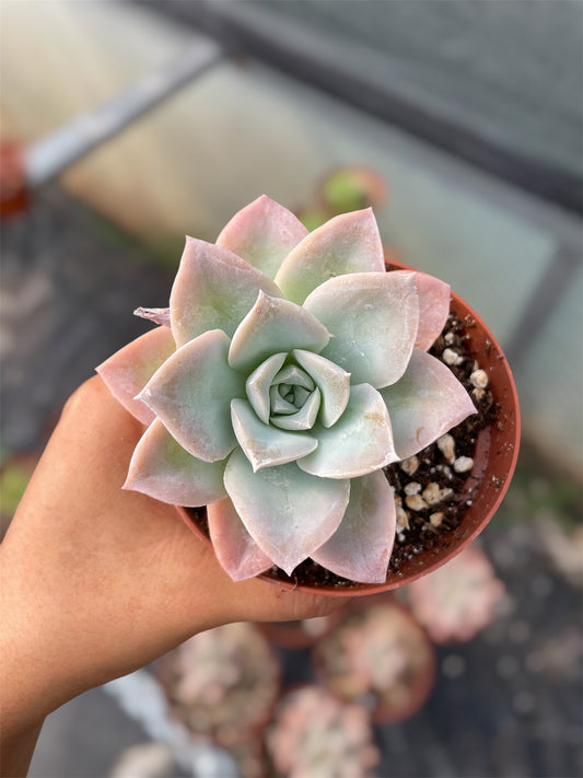 Echeveria Rosea