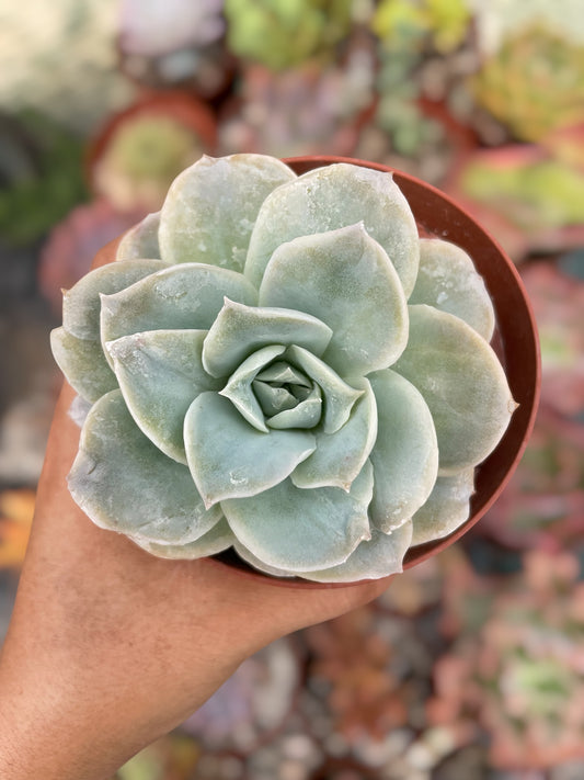 Echeveria Lovely Rose