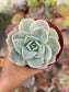 Echeveria Lovely Rose