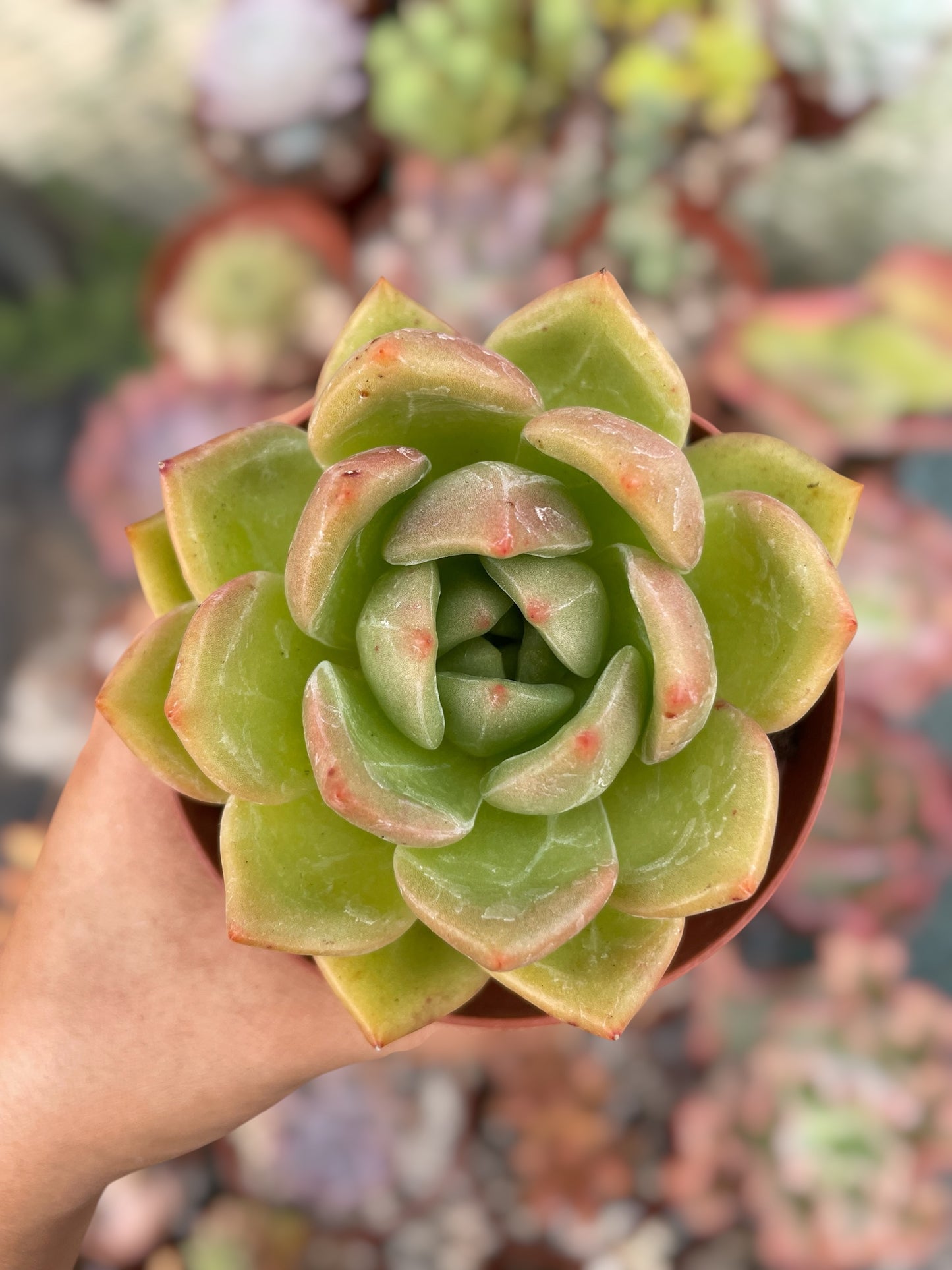 Echeveria Champán