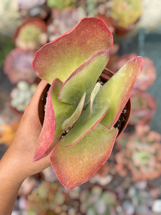 Kalanchoe Thyrsiflora