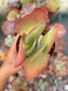 Kalanchoe Thyrsiflora