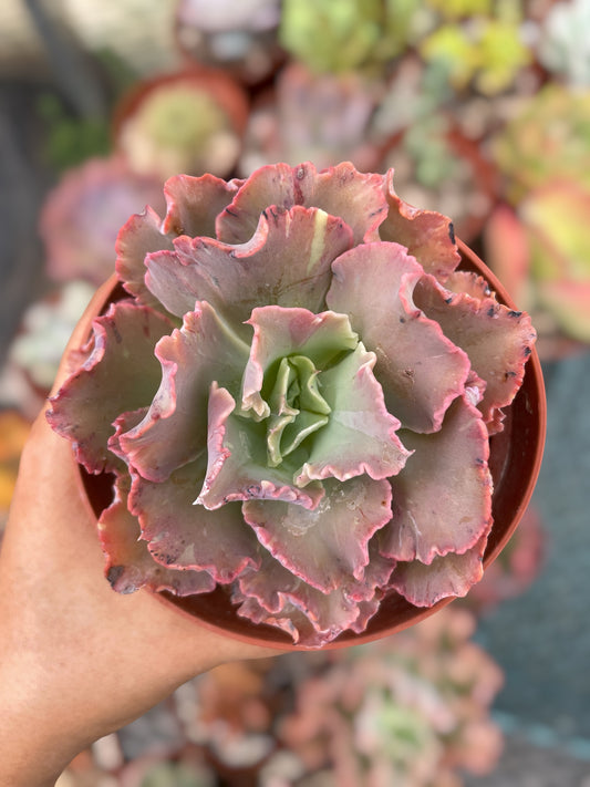 Echeveria Chantilly