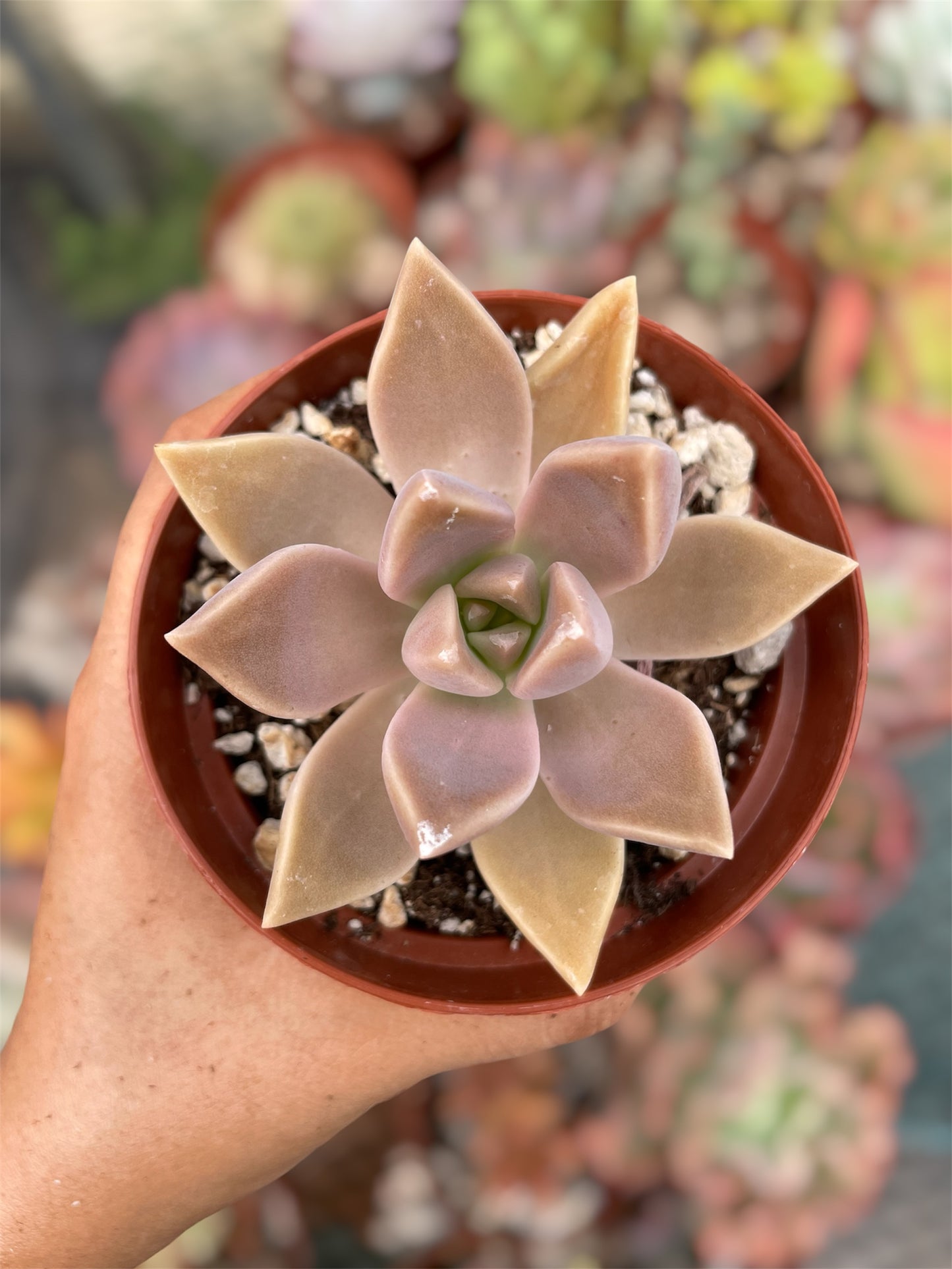 Graptopetalum Paraguayense