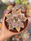 Graptopetalum Paraguayense