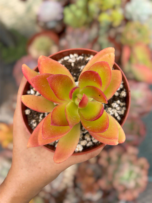Crassula Campitella Campfire
