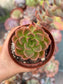 Echeveria Melaco