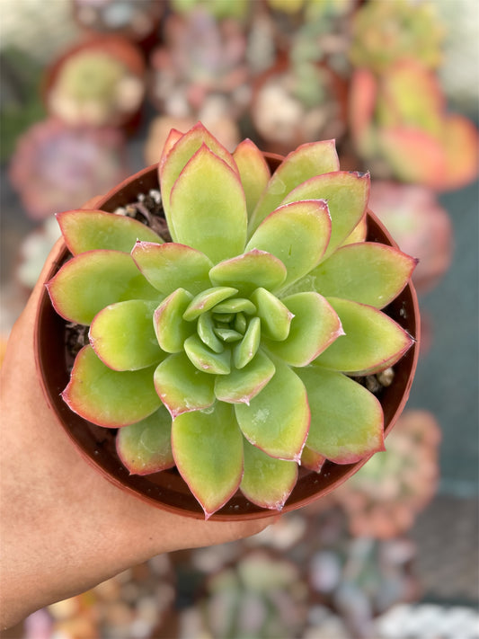 Echeveria Lemon Lime