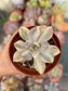 Pachyphytum Pachyphytoides Variegado