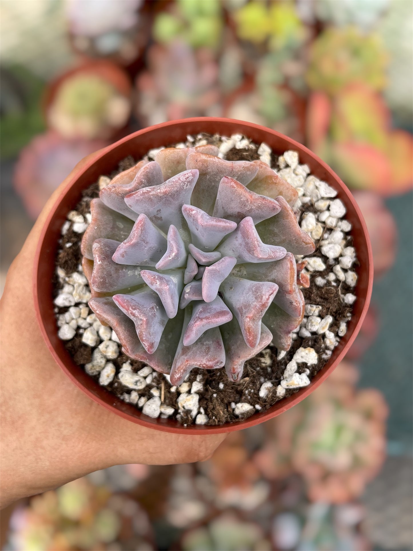 Echeveria Cubic Frost