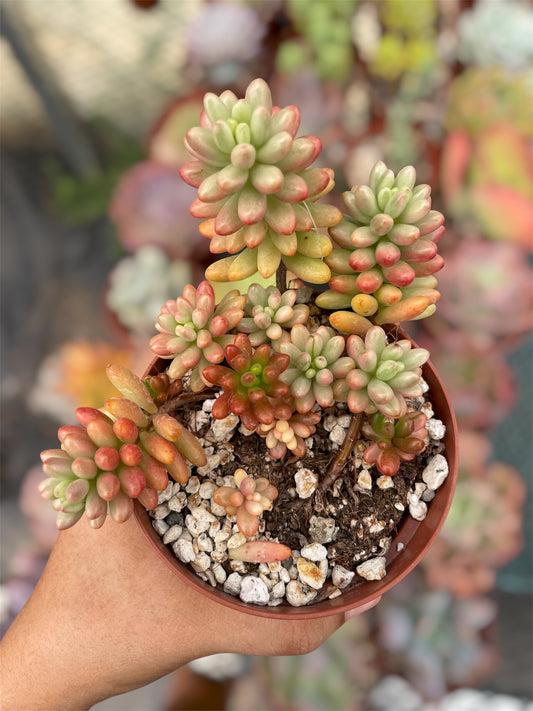 Sedum Rubrotictum Aurora