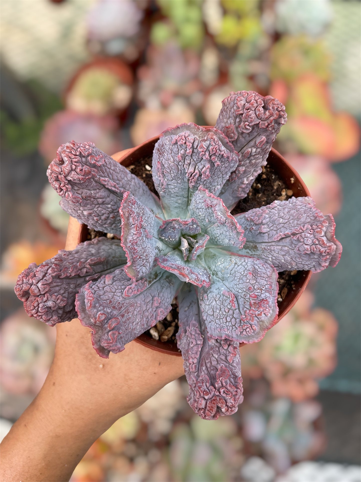 Echeveria Linguas