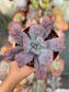 Echeveria Linguas
