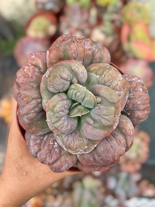 Echeveria Meteorite
