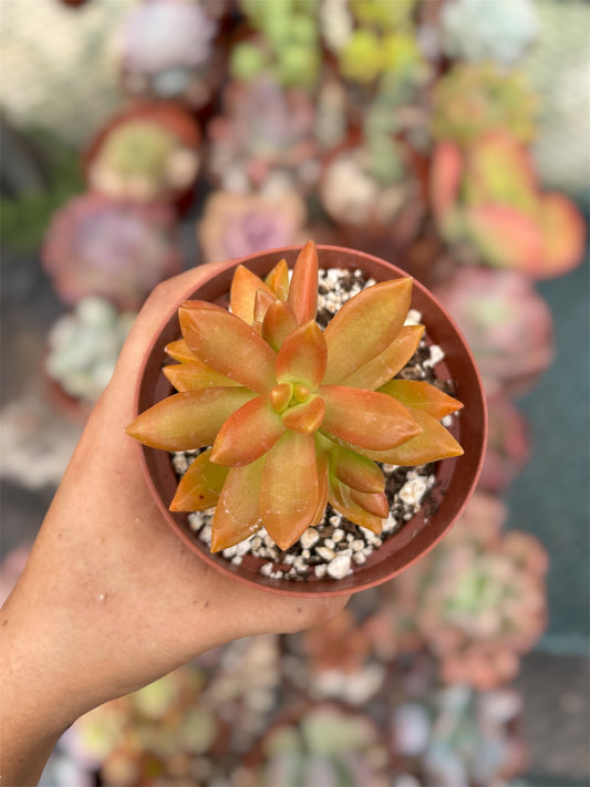 Sedum Nussbaumerianum