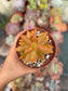 Sedum Nussbaumerianum