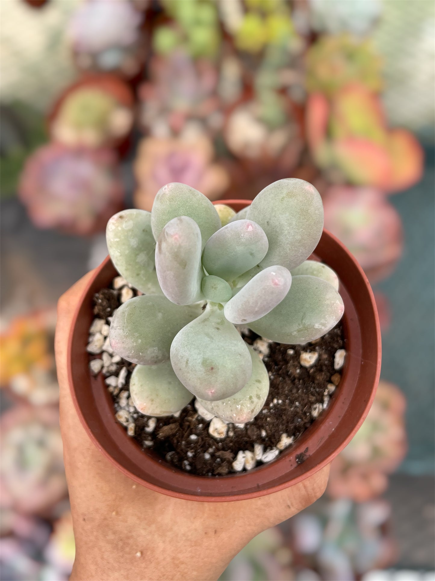 Pachyphytum Oviferum