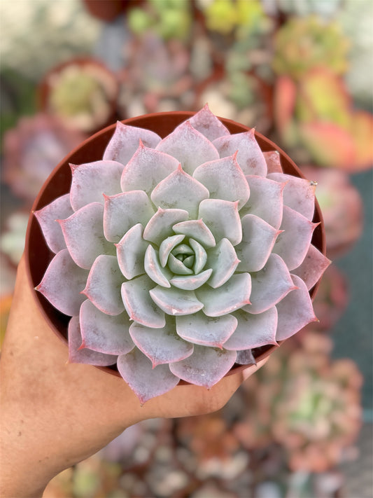 Echeveria Peacockii