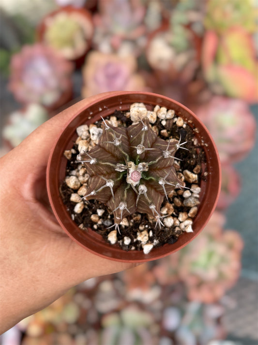 Gymnocalycium Mihanovichii