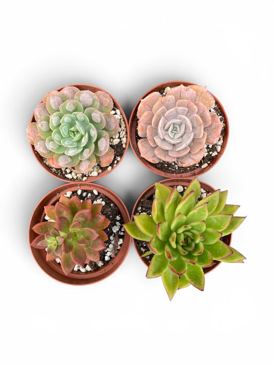 Pack de 4